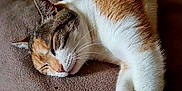 Reina a rejoint le concours — aidez-le/la à gagner de superbes lots ! animal, blanket, calico, cat, closeup, cozy, cute, domestic, feline, fur, indoors, mammal, nap, paws, peaceful, pet, relaxed, resting, sleeping, whiskers