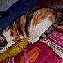 bed, blanket, calico_cat, cat, comfort, cozy, cute, domestic_animal, feline, fur, home, indoor, paw, pet, pillow, relaxation, resting, sleeping, striped, whiskers