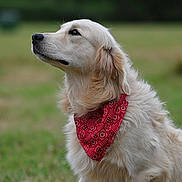 Luciskdsgzzeap joined the competition — help win amazing prizes! dog, golden_retriever, bandana, red_bandana, pet, animal, outdoor, grass, nature, portrait, fur, canine, mammal, side_view, looking_up, cute, fluffy, domestic_animal, friendly, calm