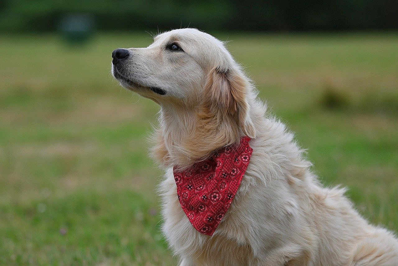 Luciskdsgzzeap joined the competition — help win amazing prizes! dog, golden_retriever, bandana, red_bandana, pet, animal, outdoor, grass, nature, portrait, fur, canine, mammal, side_view, looking_up, cute, fluffy, domestic_animal, friendly, calm