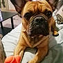 animal, bed, blanket, canine, close_up, cozy, cute, dog, ears, face, french_bulldog, furniture, home, indoor, looking, lying_down, orange, paw, pet, toy