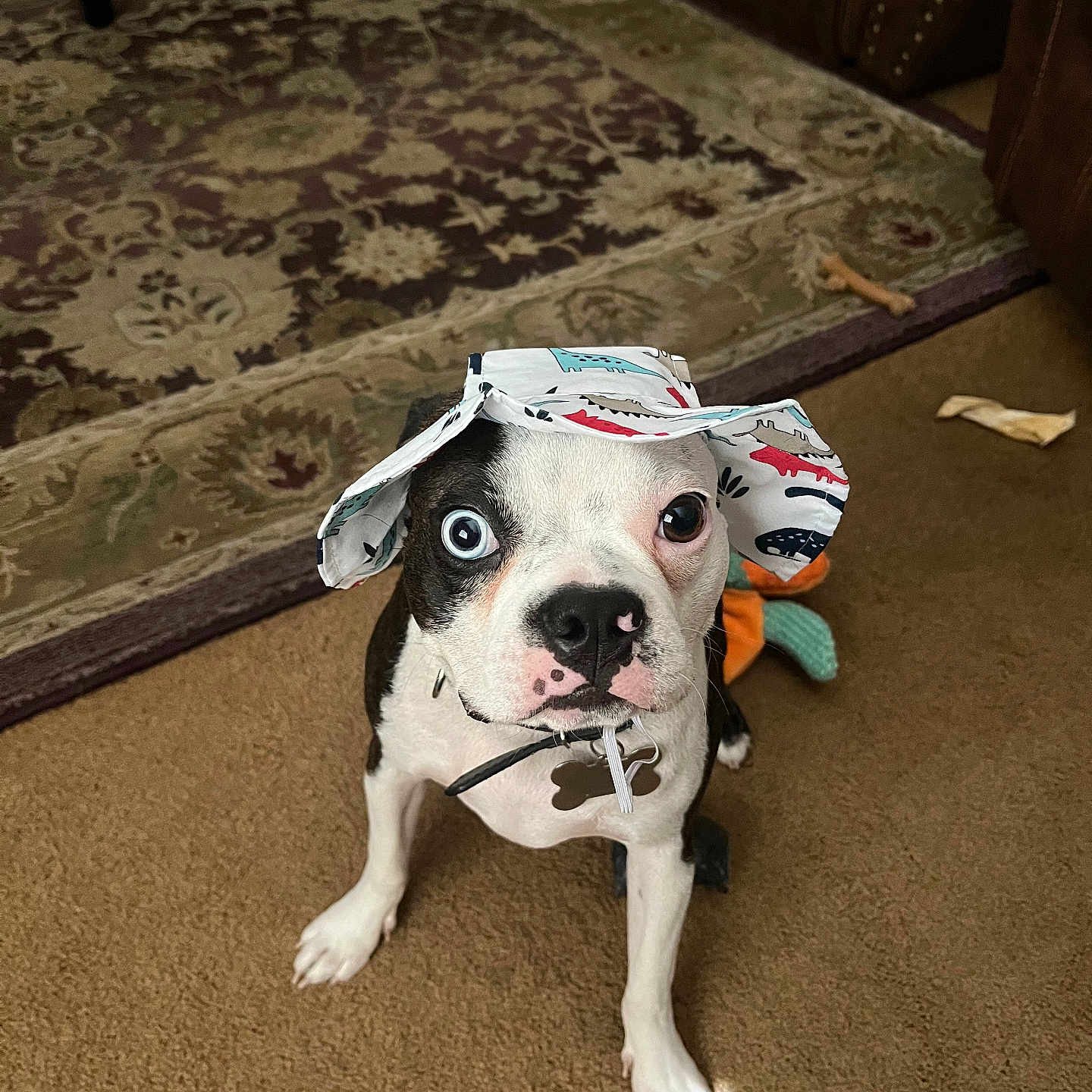 Loki God Of Mischief is registered to the contest to win money with this photo: animal, black, bone, boston_terrier, brown, carpet, collar, cute, dog, floor, funny, hat, heterochromia, home, indoor, looking_up, pet, playful, toy, white