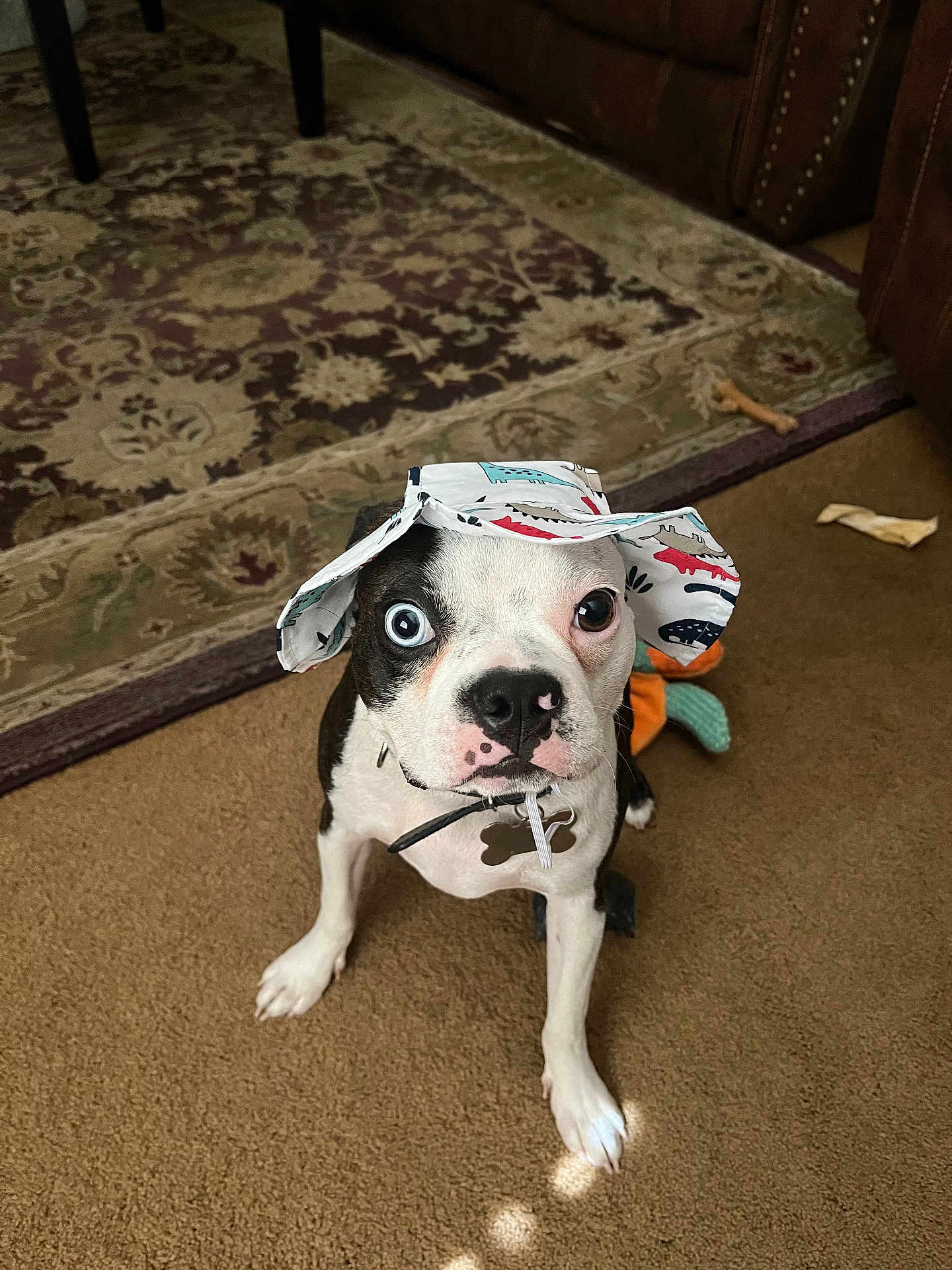 Loki God Of Mischief is registered to the contest to win money with this photo: dog, boston_terrier, hat, heterochromia, carpet, toy, bone, indoor, pet, animal, cute, brown, white, black, collar, looking_up, floor, playful, home, funny