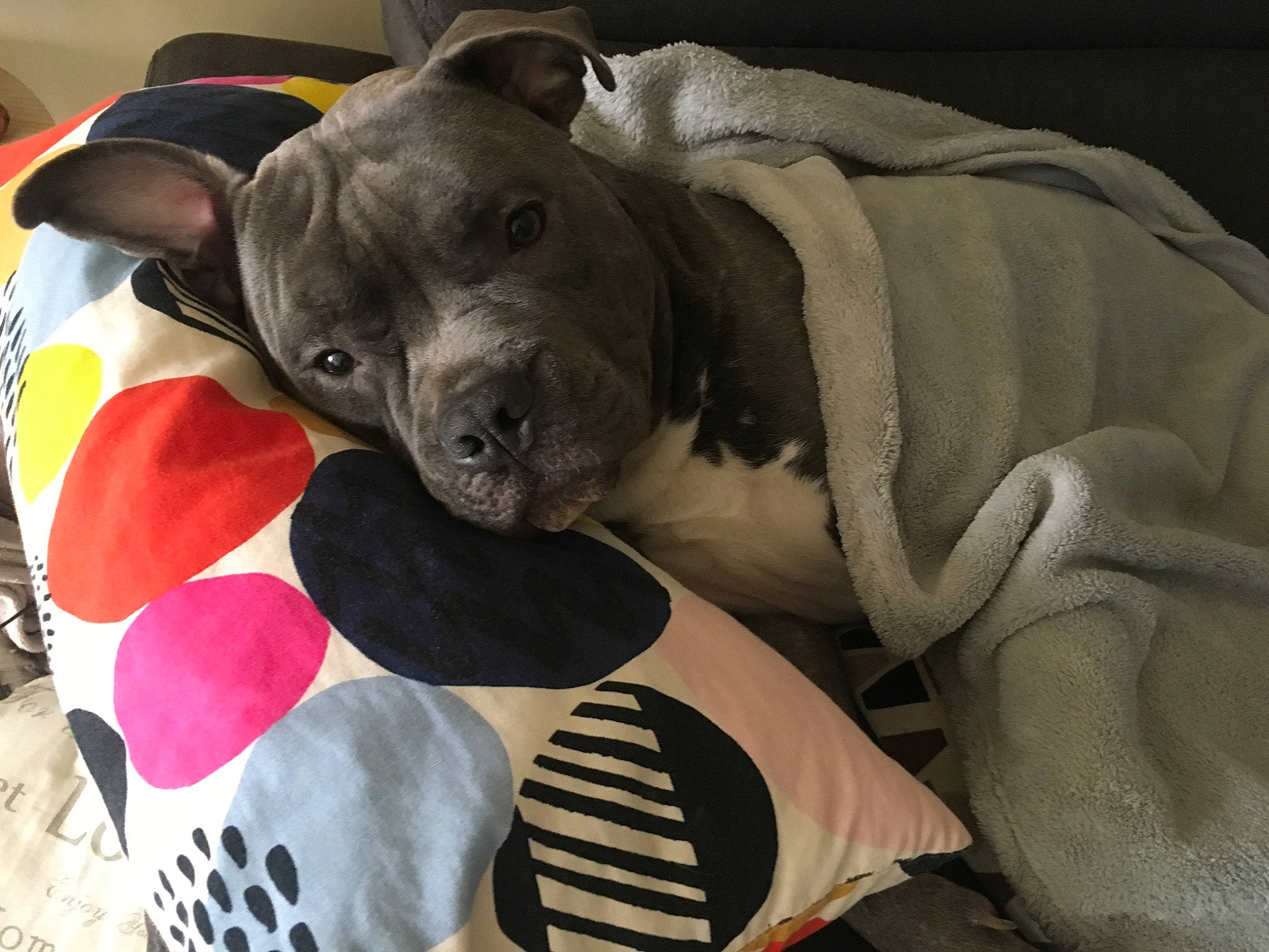 Django participe au concours pour gagner de l'argent avec cette photo : american_hairless_terrier, american_pit_bull_terrier, american_staffordshire_terrier, canidae, carnivore, companion_dog, dog, dog_breed, fawn, non_sporting_group, pit_bull, snout, sporting_group, staffordshire_bull_terrier