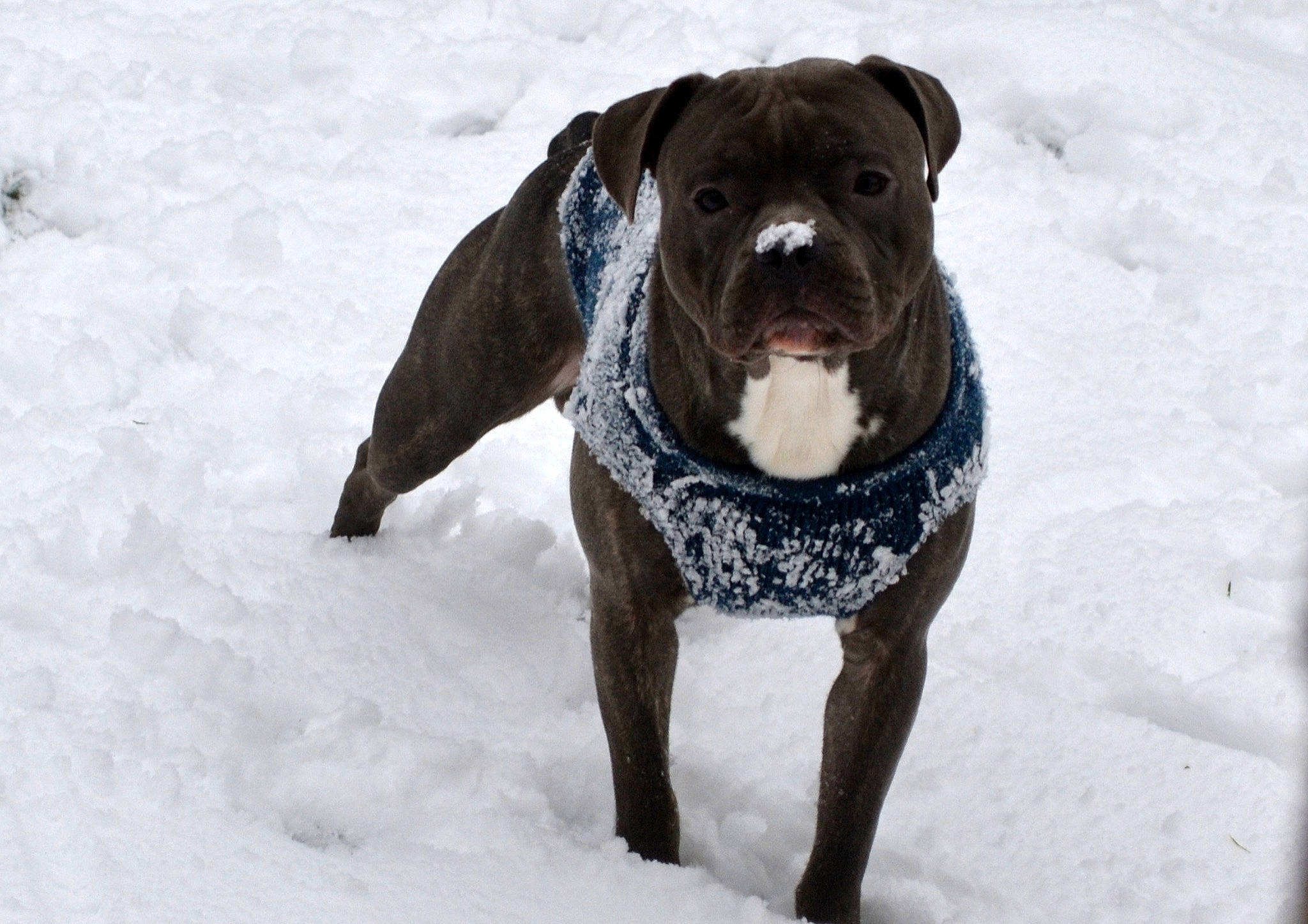 Django a rejoint le concours — aidez-le/la à gagner de superbes lots ! american_bulldog, american_pit_bull_terrier, american_staffordshire_terrier, cane_corso, canidae, carnivore, dog, dog_breed, guard_dog, mammal, molosser, non_sporting_group, olde_english_bulldogge, rare_breed_dog, renascence_bulldogge, snout, snow, sporting_group, vertebrate, working_dog