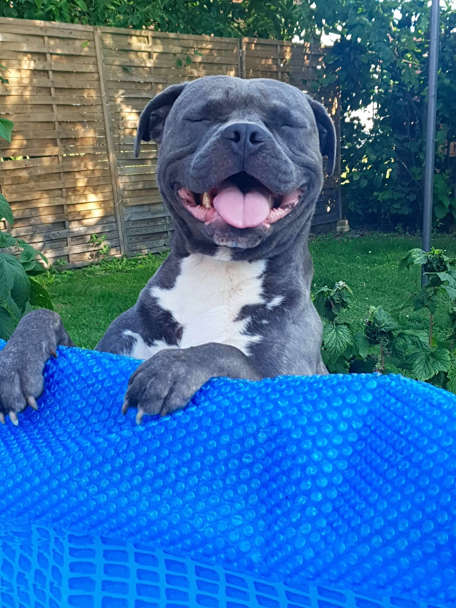 Django a rejoint le concours — aidez-le/la à gagner de superbes lots ! american_bulldog, american_pit_bull_terrier, american_staffordshire_terrier, canidae, carnivore, companion_dog, dog, dog_breed, fawn, mammal, non_sporting_group, pit_bull, puppy, rare_breed_dog, snout, staffordshire_bull_terrier, vertebrate