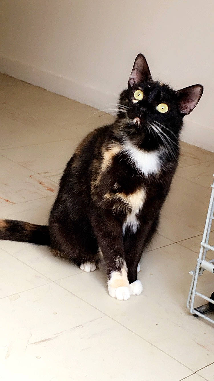 Nuttea a rejoint le concours — aidez-le/la à gagner de superbes lots ! american_wirehair, asian, black_and_white, black_cat, carnivore, cat, domestic_long_haired_cat, domestic_short_haired_cat, european_shorthair, felidae, fur, kitten, mammal, norwegian_forest_cat, paw, polydactyl_cat, small_to_medium_sized_cats, tail, vertebrate, whiskers