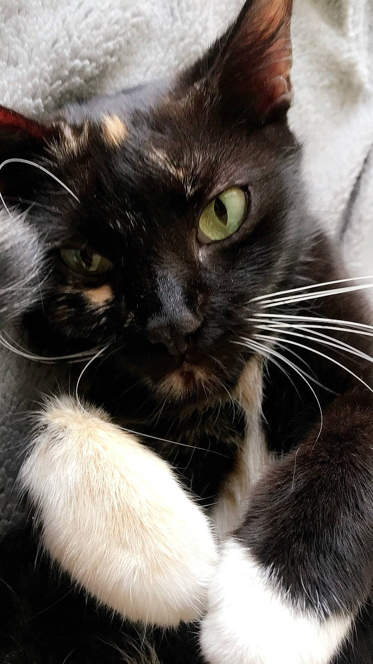 Nuttea participe au concours pour gagner de l'argent avec cette photo : asian, black_and_white, black_cat, carnivore, cat, close_up, domestic_long_haired_cat, felidae, fur, kitten, mammal, small_to_medium_sized_cats, snout, whiskers