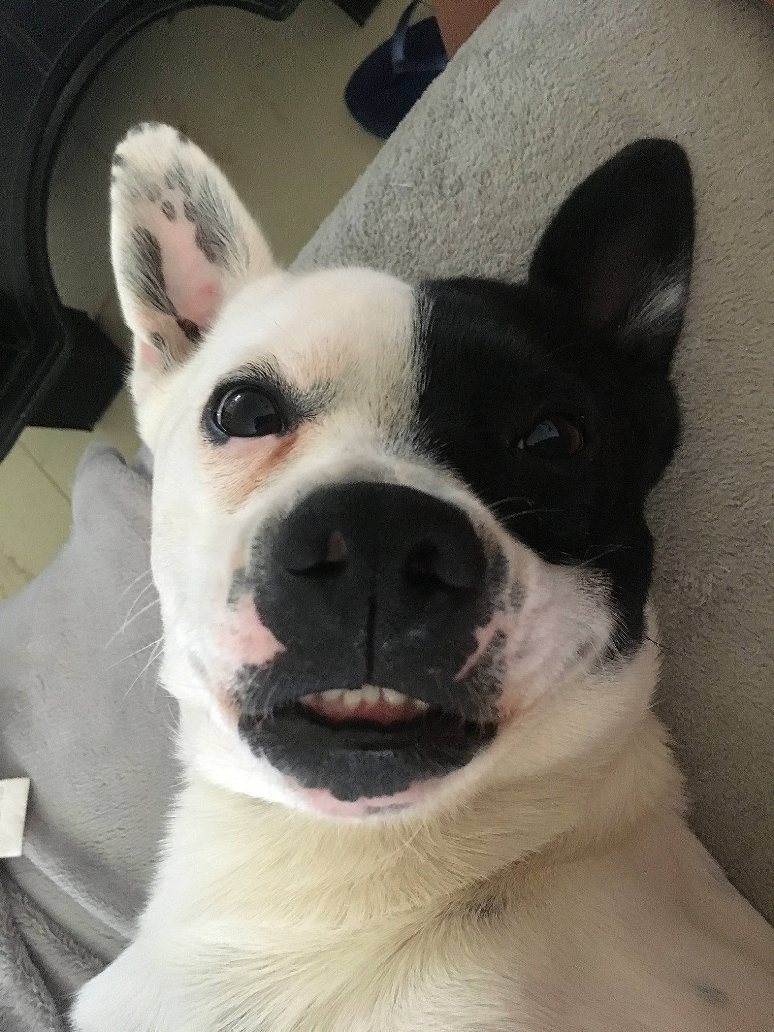 Sparo a rejoint le concours — aidez-le/la à gagner de superbes lots ! boston_terrier, bull_and_terrier, canidae, carnivore, companion_dog, dog, dog_breed, ear, eye, french_bulldog, head, mammal, non_sporting_group, nose, rare_breed_dog, skin, snout, toy_bulldog, vertebrate, whiskers