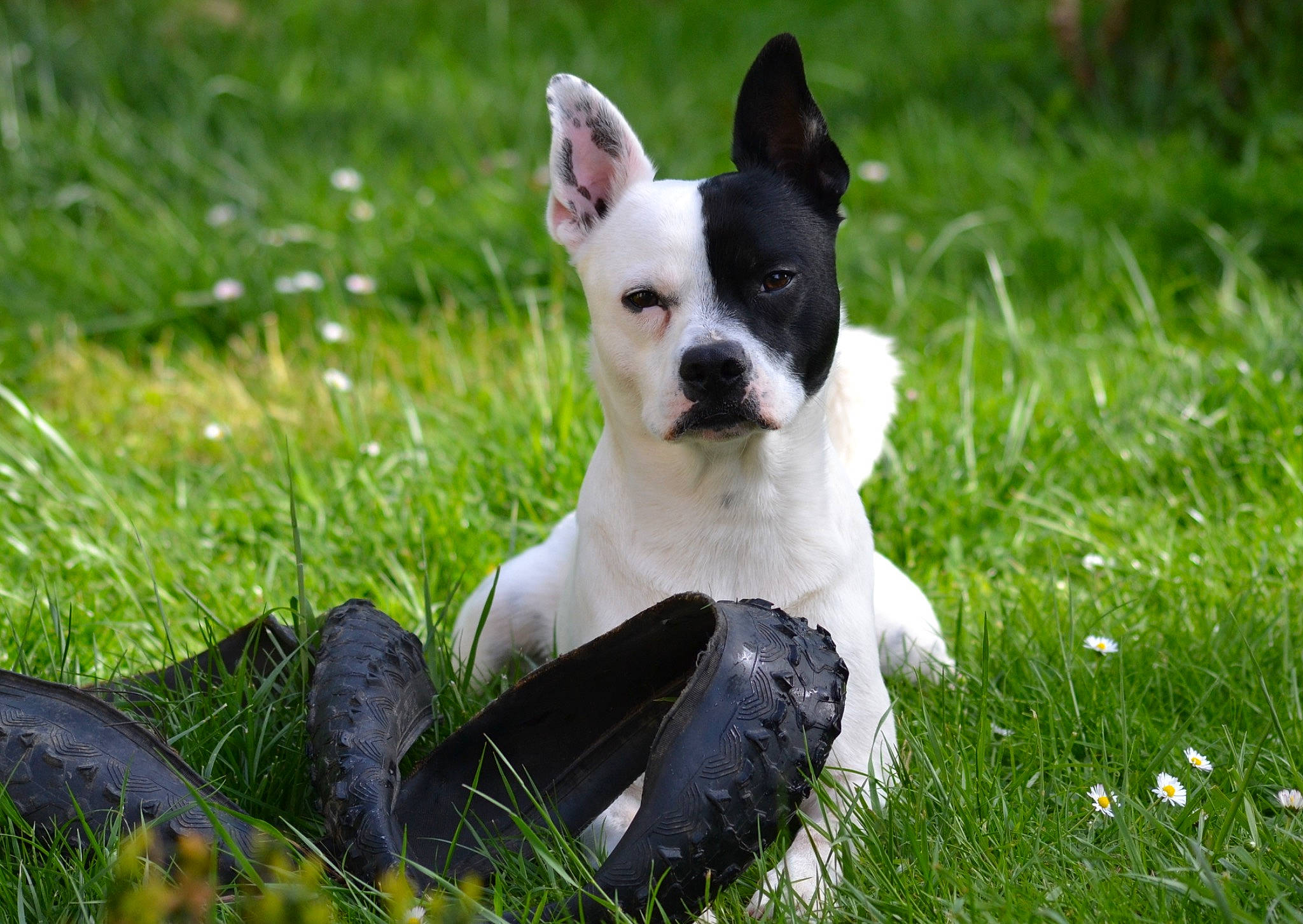 Sparo a rejoint le concours — aidez-le/la à gagner de superbes lots ! american_staffordshire_terrier, boston_terrier, canidae, carnivore, companion_dog, dog, dog_breed, fawn, french_bulldog, grass, mammal, non_sporting_group, plant, puppy, snout, terrier, vertebrate