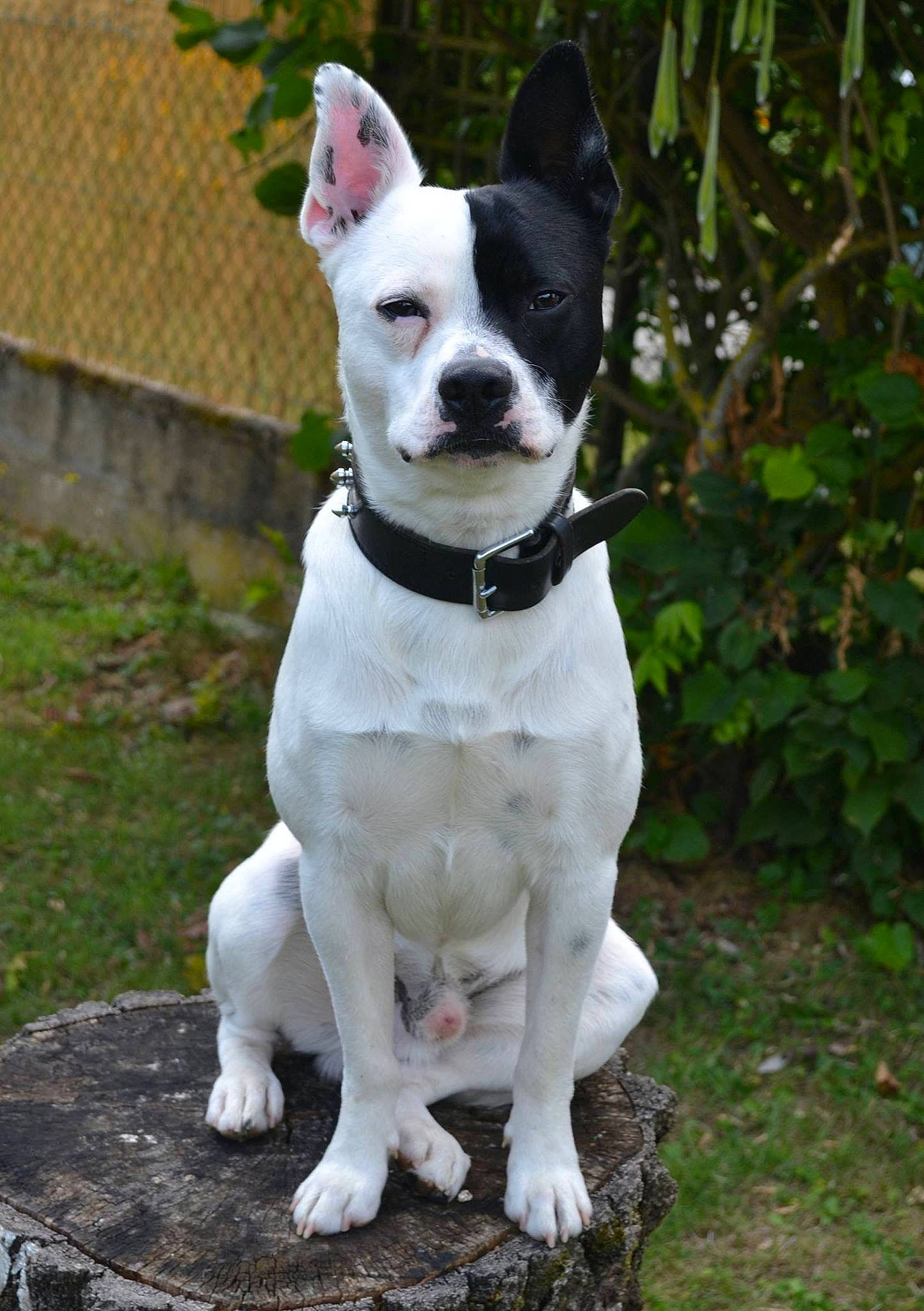 Sparo a rejoint le concours — aidez-le/la à gagner de superbes lots ! american_staffordshire_terrier, ancient_dog_breeds, boston_terrier, bull_and_terrier, canidae, carnivore, collar, companion_dog, dog, dog_breed, french_bulldog, mammal, non_sporting_group, pit_bull, rare_breed_dog, snout, sporting_group, staffordshire_bull_terrier, tail, vertebrate