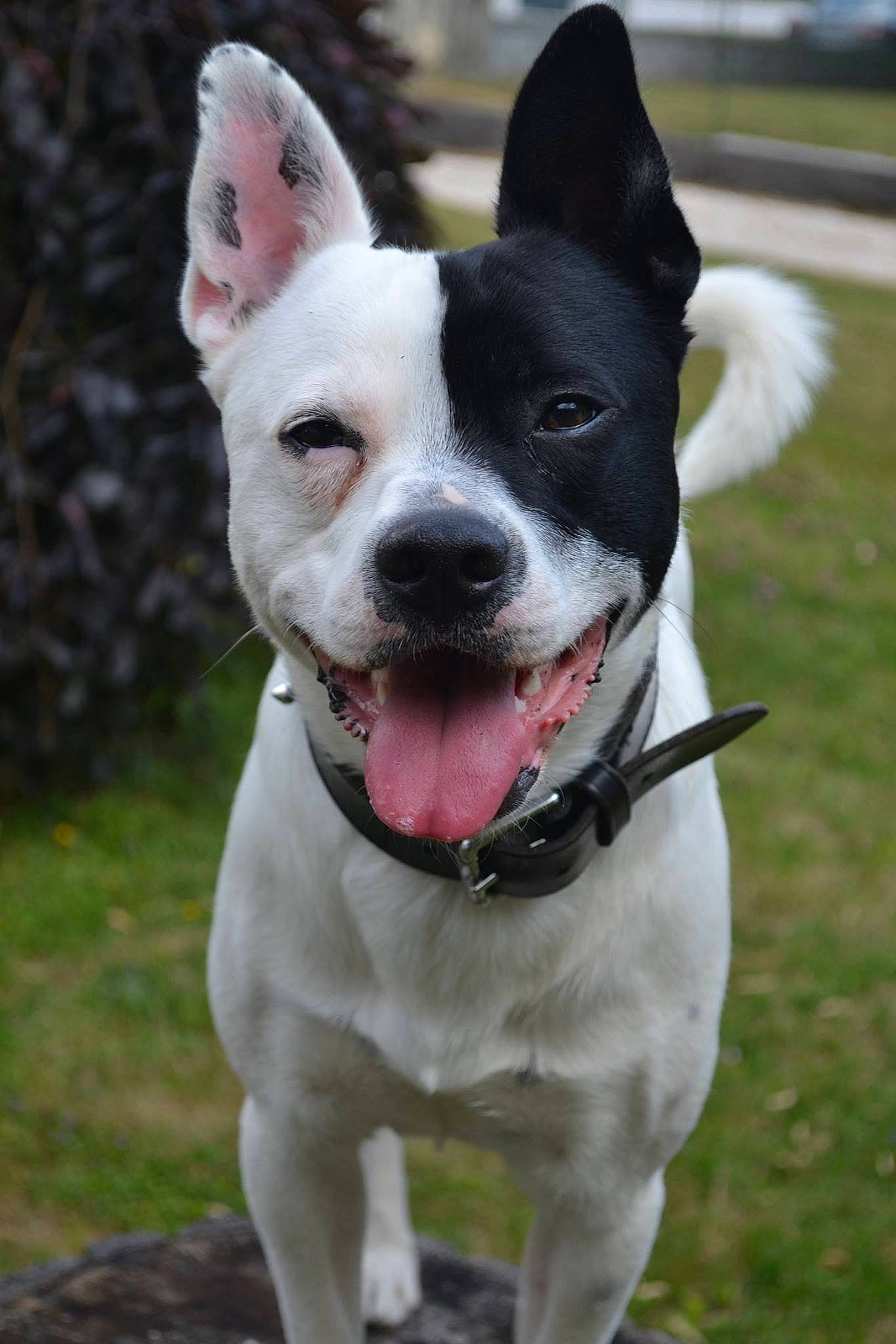 Sparo a rejoint le concours — aidez-le/la à gagner de superbes lots ! american_pit_bull_terrier, american_staffordshire_terrier, ancient_dog_breeds, bull_and_terrier, canidae, carnivore, dog, dog_breed, fawn, gull_terr, mammal, non_sporting_group, old_english_terrier, pit_bull, rare_breed_dog, snout, sporting_group, staffordshire_bull_terrier, tail, vertebrate