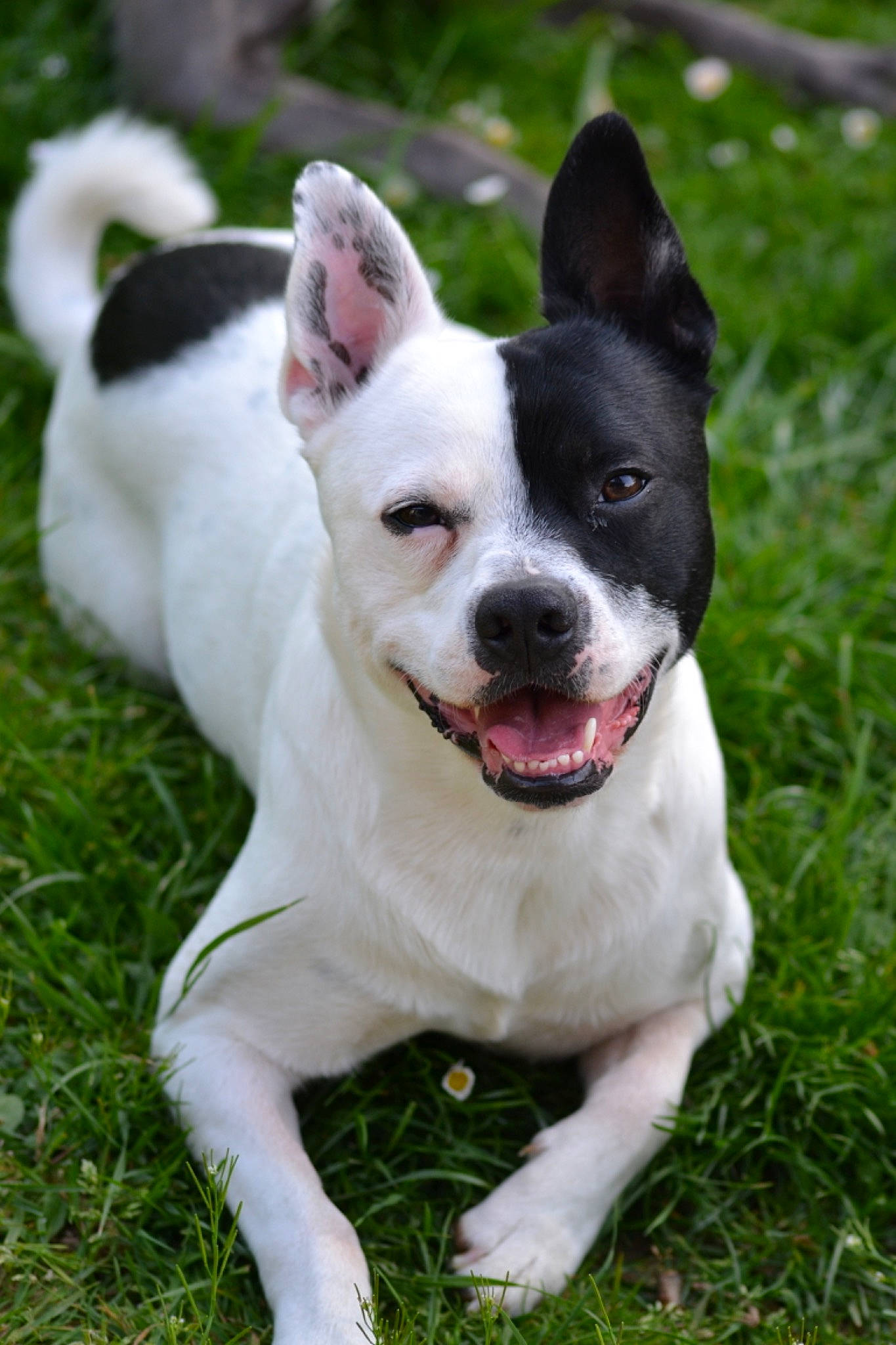 Sparo a rejoint le concours — aidez-le/la à gagner de superbes lots ! american_staffordshire_terrier, ancient_dog_breeds, bull_and_terrier, canidae, carnivore, companion_dog, dog, dog_breed, fawn, grass, mammal, non_sporting_group, pit_bull, rare_breed_dog, rat_terrier, snout, sporting_group, teddy_roosevelt_terrier, terrier, vertebrate