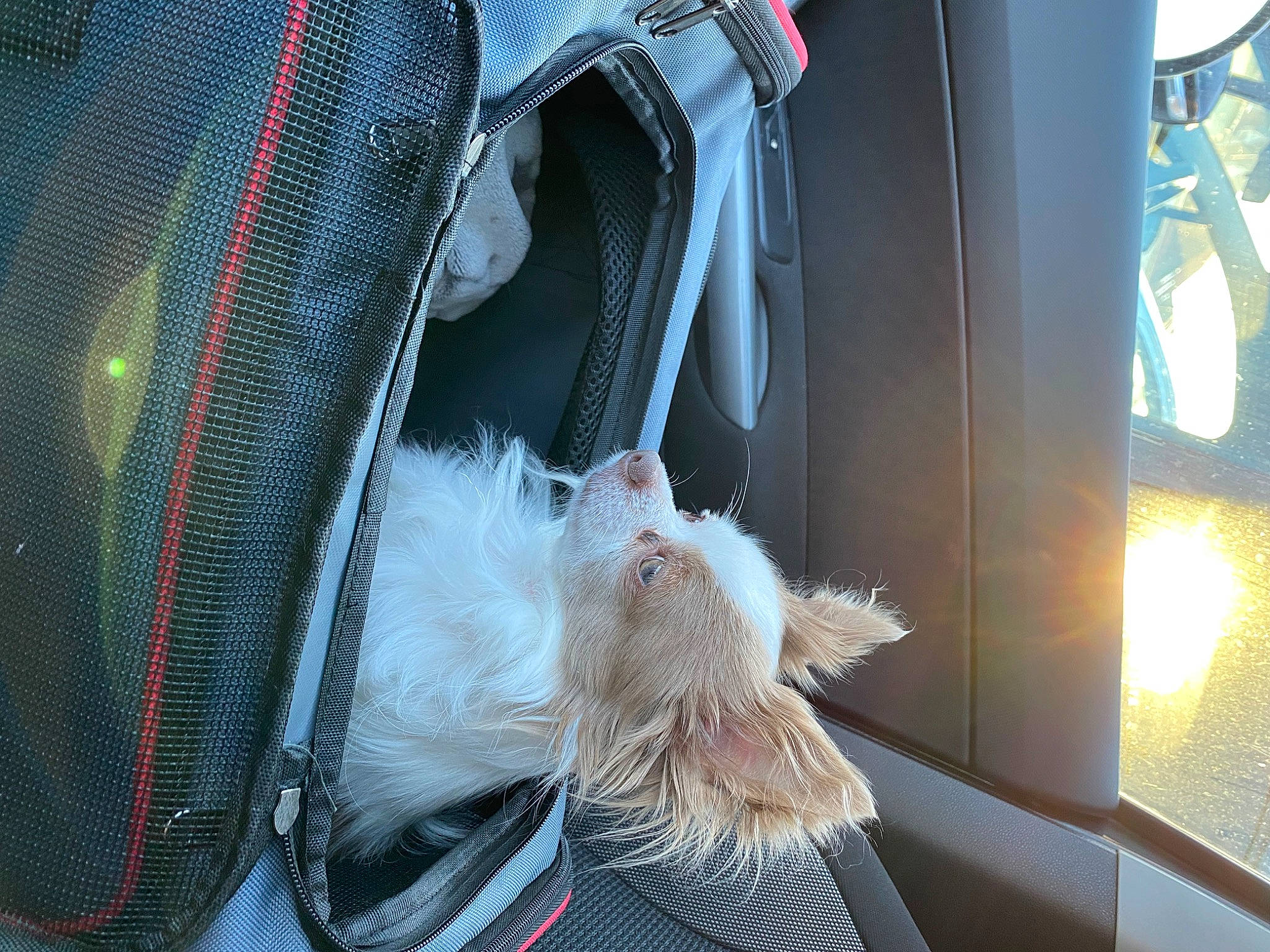 Oreo a rejoint le concours — aidez-le/la à gagner de superbes lots ! automotive_lighting, bag, beard, carnivore, cat, claw, comfort, eyewear, feather, felidae, fur, human_leg, leg, small_to_medium_sized_cats, snout, sunglasses, tail, vehicle_door, whiskers, window