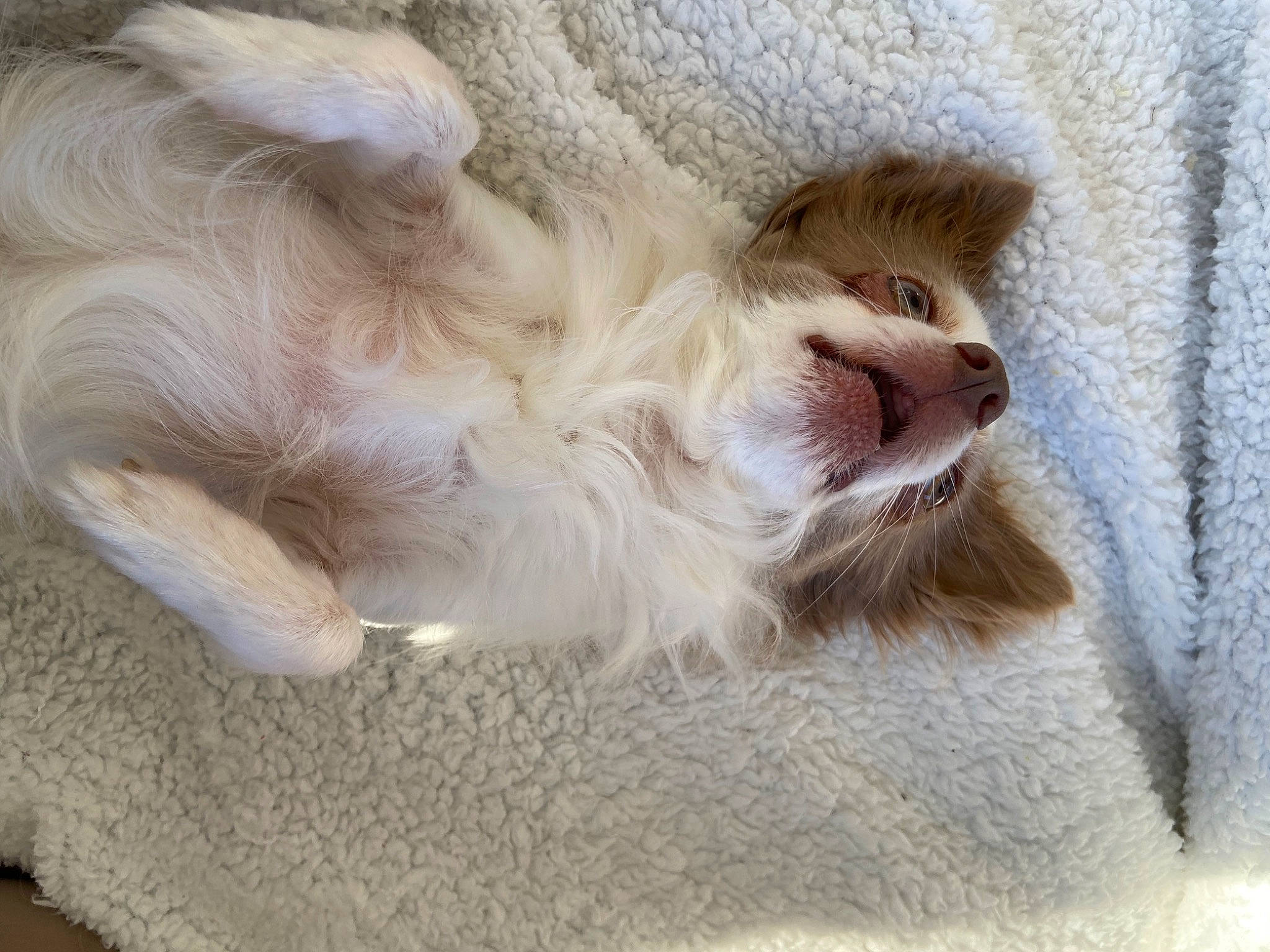 Oreo participe au concours pour gagner de l'argent avec cette photo : carnivore, cat, cat_bed, claw, comfort, companion_dog, dog_breed, domestic_short_haired_cat, ear, fawn, felidae, foot, fur, nap, paw, small_to_medium_sized_cats, snout, sporting_group, tail, whiskers