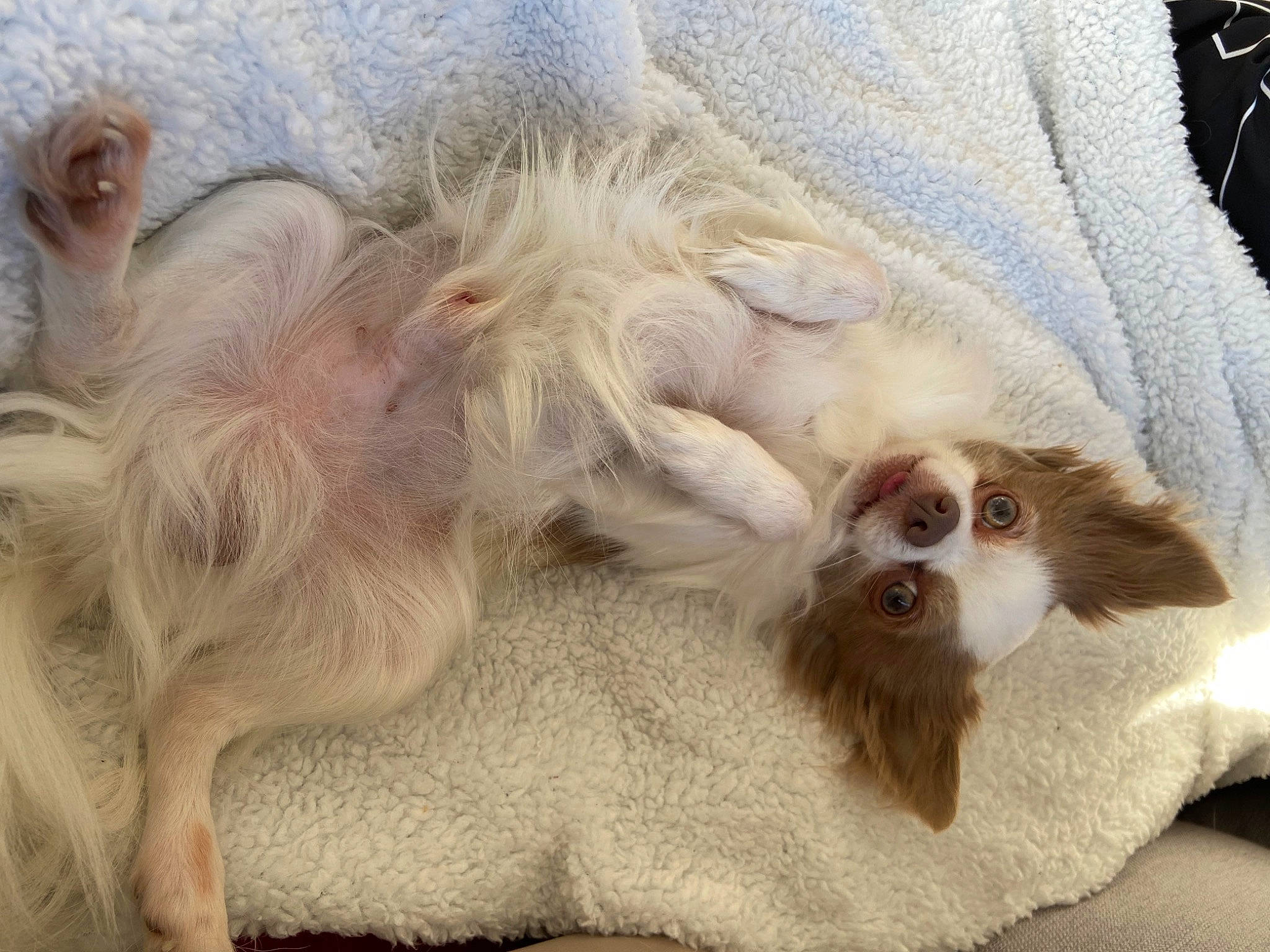 Oreo participe au concours pour gagner de l'argent avec cette photo : canidae, carnivore, comfort, companion_dog, corgi_chihuahua, dog, dog_breed, dog_supply, ear, fawn, fur, liver, paw, puppy, snout, sporting_group, terrestrial_animal, toy_dog, whiskers, working_animal