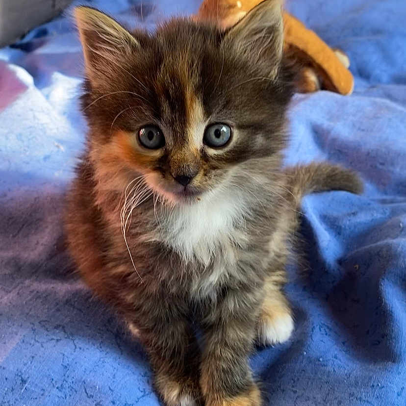 Symba a rejoint le concours — aidez-le/la à gagner de superbes lots ! abyssinian, animal, blanket, cat, couch, cushion, furniture, homedecor, kitten, manx, pet, quilt, siamese