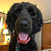 Zoe joined the competition — help win amazing prizes! dog, black_dog, curly_fur, pet, collar, dog_tag, indoor, bed, lamp, dresser, curtains, door, wooden_furniture, tongue_out, happy, close_up, animal, cozy, dog_bed, toys