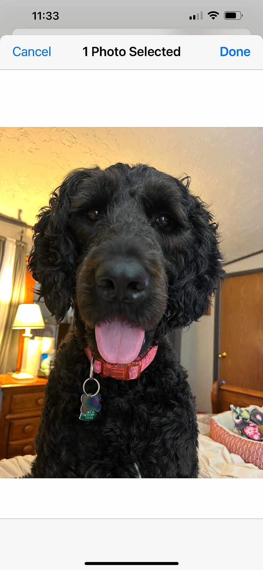 Zoe joined the competition — help win amazing prizes! dog, black_dog, curly_fur, pet, collar, dog_tag, indoor, bed, lamp, dresser, curtains, door, wooden_furniture, tongue_out, happy, close_up, animal, cozy, dog_bed, toys