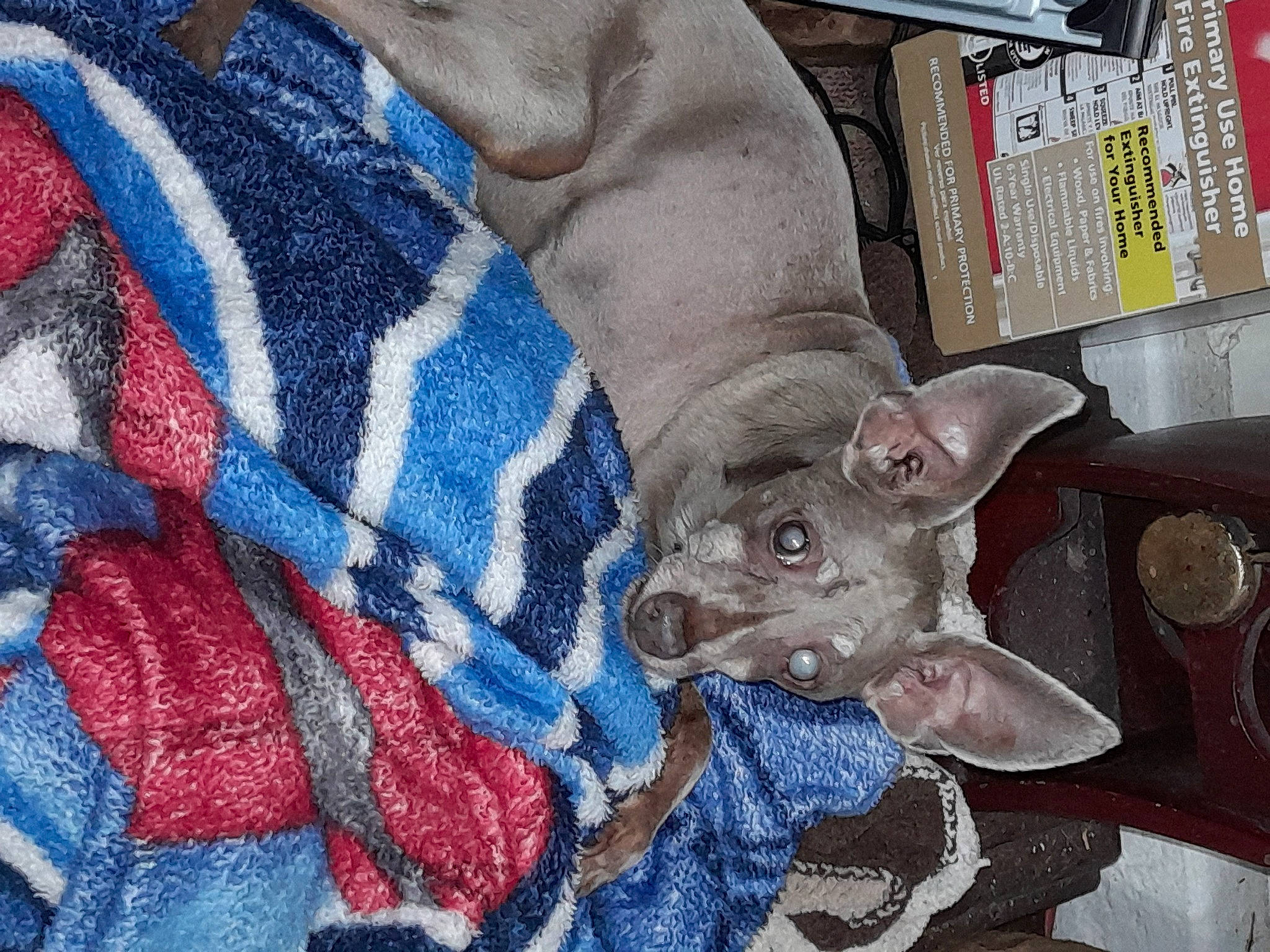 Tripod is registered to the contest to win money with this photo: canidae, carmine, carnivore, comfort, dog_breed, domestic_short_haired_cat, electric_blue, fawn, felidae, fur, grey, linens, pattern, sleeve, small_to_medium_sized_cats, snout, sporting_group, stuffed_toy, whiskers, working_animal