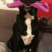 Zoe a rejoint le concours — aidez-le/la à gagner de superbes lots ! dog, black_dog, sitting, toy, purple_toy, indoor, couch, pet, animal, white_markings, playful, happy, fur, snout, ears, mouth, nose, living_room, home, decor