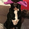 dog, black_dog, sitting, toy, purple_toy, indoor, couch, pet, animal, white_markings, playful, happy, fur, snout, ears, mouth, nose, living_room, home, decor