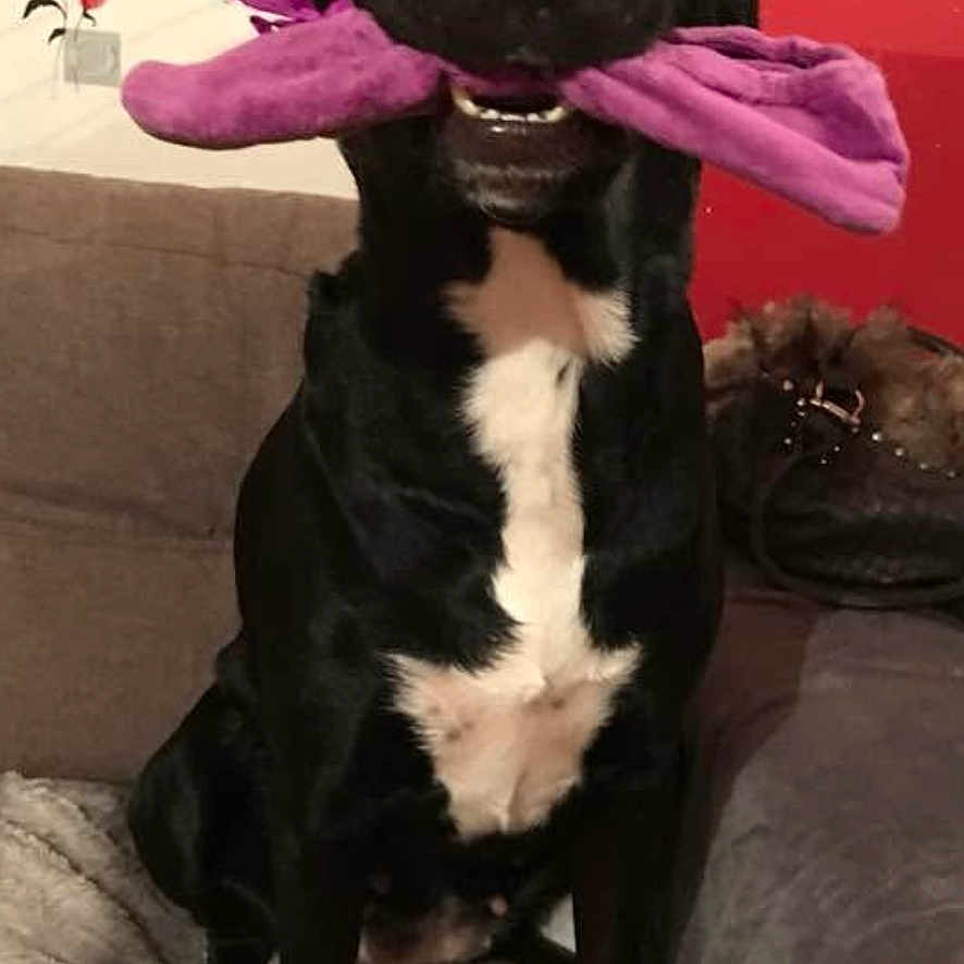 Zoe a rejoint le concours — aidez-le/la à gagner de superbes lots ! dog, black_dog, sitting, toy, purple_toy, indoor, couch, pet, animal, white_markings, playful, happy, fur, snout, ears, mouth, nose, living_room, home, decor