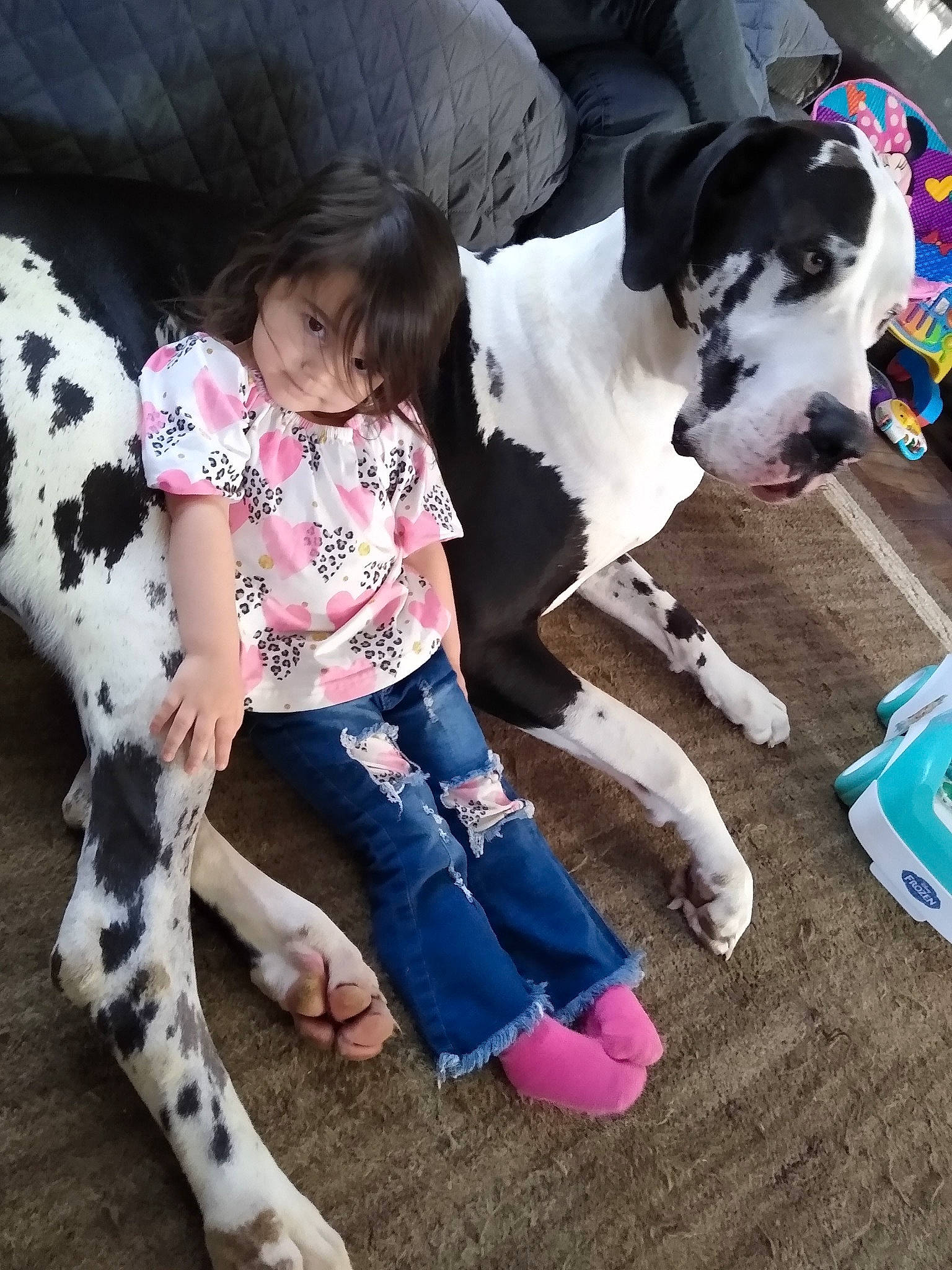 Zabella joined the competition — help win amazing prizes! carnivore, child, companion_dog, dog, dog_breed, foot, fun, fur, happy, human_leg, mammal, person, pink, shoe, sleeve, snout, sporting_group, thigh, toddler, vertebrate