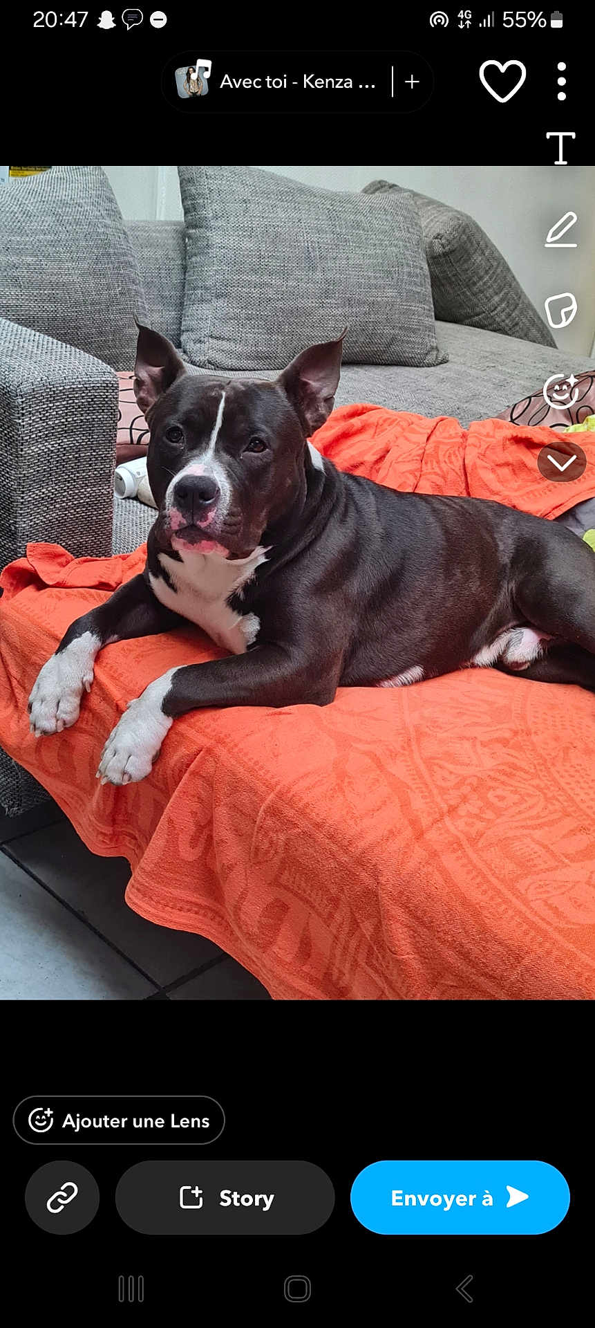 Bandy a rejoint le concours — aidez-le/la à gagner de superbes lots ! dog, pet, lounge, couch, blanket, orange, grey, indoor, living_room, relaxed, animal, canine, fur, white_paws, black_fur, ears_up, resting, home, comfortable, portrait