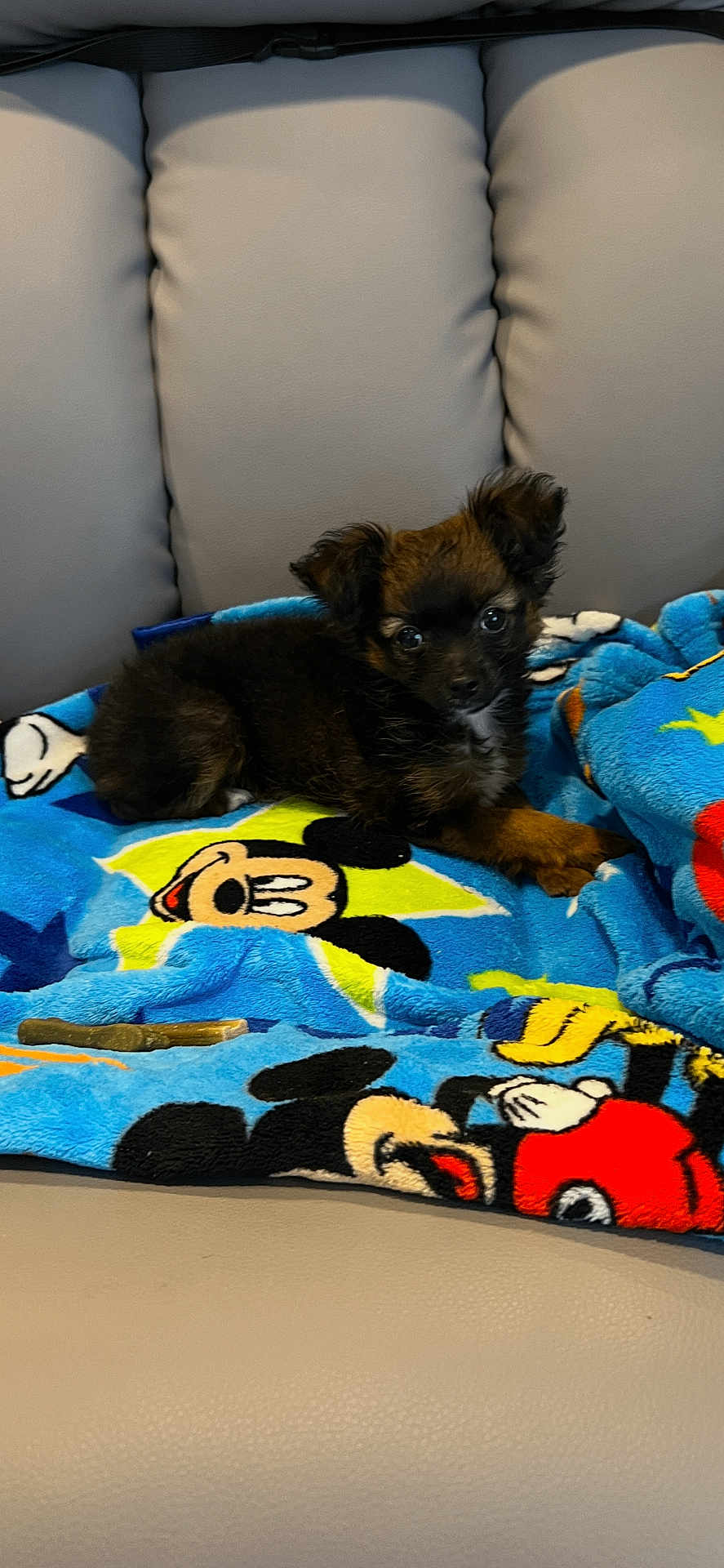 Koda joined the competition — help win amazing prizes! puppy, dog, blanket, mickey_mouse, couch, leather, pet, animal, cute, small, fur, ears, eyes, lying_down, indoor, colorful, soft, comfort, toy, relaxing