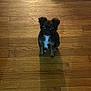 puppy, dog, wooden_floor, shadow, small_dog, pet, indoor, curious, fluffy, brown, black, white_spot, sitting, looking_up, cute, animal, domestic_animal, young, companion, adorable