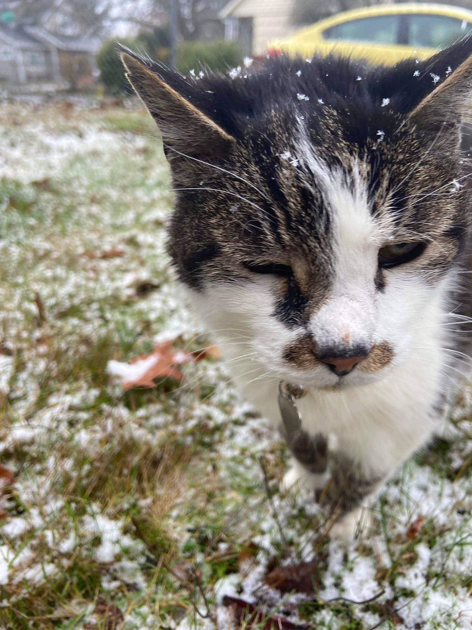 Bootsie is registered to the contest to win money with this photo: carnivore, cat, claw, domestic_short_haired_cat, felidae, foot, fur, grass, groundcover, paw, plant, small_to_medium_sized_cats, snout, soil, tail, terrestrial_animal, tree, whiskers, wildlife, window