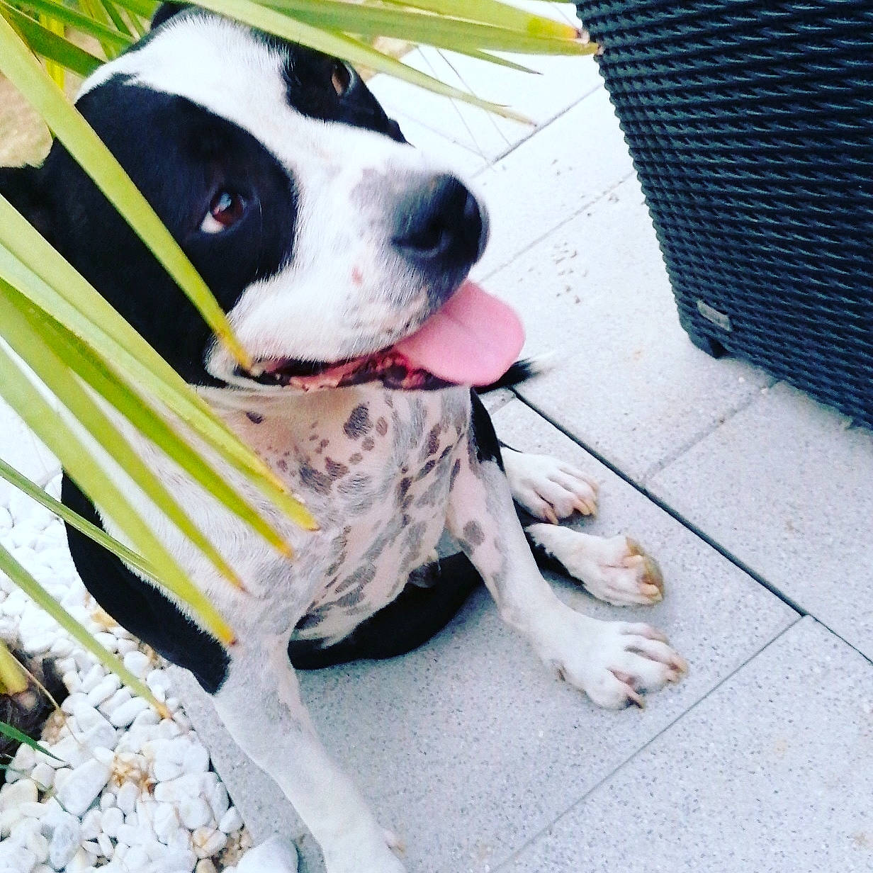 Kopp participe au concours pour gagner de l'argent avec cette photo : carnivore, collar, comfort, companion_dog, dog, dog_breed, dog_collar, dog_supply, fawn, fur, guard_dog, leash, outdoor_furniture, paw, pet_supply, snout, sporting_group, tail, working_animal, working_dog