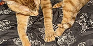 Gucci is registered to the contest to win money with this photo: abyssinian, animal, back, bed, bedroom, blanket, cat, couch, cushion, furniture, homedecor, indoors, kitten, linen, manx, person, pet, quilt, room, sleeping