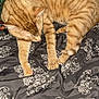 abyssinian, animal, back, bed, bedroom, blanket, cat, couch, cushion, furniture, homedecor, indoors, kitten, linen, manx, person, pet, quilt, room, sleeping