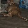 Gucci is registered to the contest to win money with this photo: cat, orange_tabby, floor, wooden_floor, indoor, pet, animal, curious, looking_back, door, water_bottles, packaging, domestic, feline, relaxed, resting, tail, striped, home, quiet