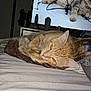 abyssinian, animal, bed, bedroom, blanket, cat, computer, computerhardware, couch, electronics, furniture, hardware, indoors, kitten, laptop, manx, pc, pet, room, wood