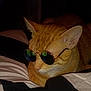 abyssinian, accessories, animal, bed, bedroom, cat, cushion, face, furniture, glasses, head, homedecor, indoors, kitten, person, pet, photography, portrait, room, sunglasses