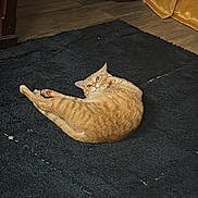 Gucci joined the competition — help win amazing prizes! cat, orange_tabby, pet, indoor, rug, floor, curious, stretching, feline, animal, slippers, bag, food, curtain, cozy, home, domestic, yellow, blue, relaxed