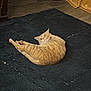cat, orange_tabby, pet, indoor, rug, floor, curious, stretching, feline, animal, slippers, bag, food, curtain, cozy, home, domestic, yellow, blue, relaxed