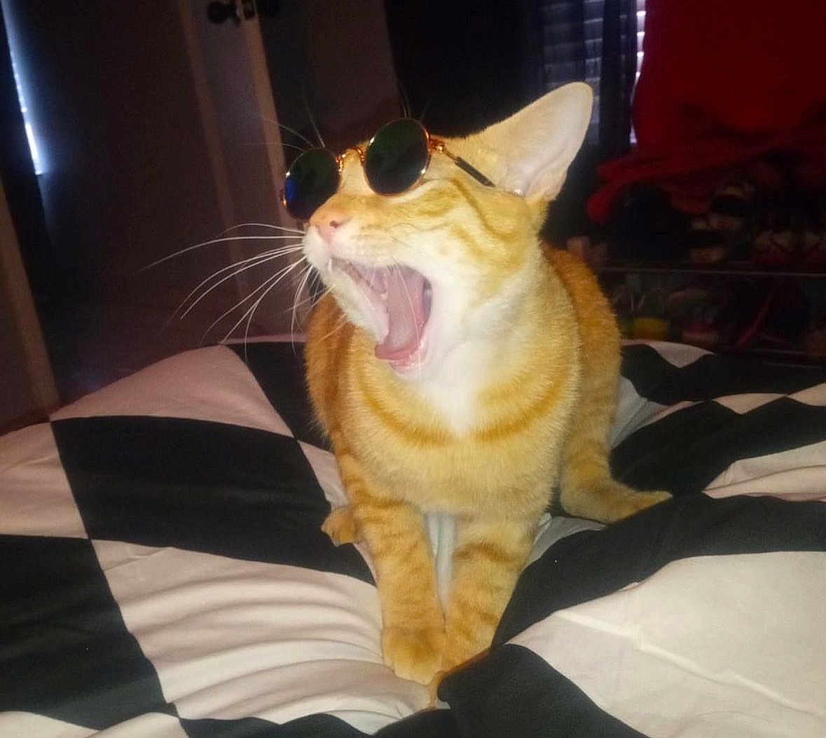 Gucci is registered to the contest to win money with this photo: accessories, animal, bed, bodypart, cat, cushion, face, furniture, head, homedecor, indoors, mouth, person, pet, photography, plant, portrait, pottedplant, sunglasses, teeth