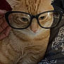 Gucci joined the competition — help win amazing prizes! cat, orange_tabby, glasses, pet, animal, feline, close_up, indoor, bed, blanket, hand, fur, whiskers, ears, face, cute, resting, domestic_cat, comfort, sleepy