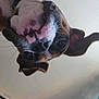 animal, brown_and_white, canine, close_up, collar, curious, curtain, dog, domestic, ears, face, fur, home, indoor, pet, picture_frame, snout, upside_down, wall, whiskers