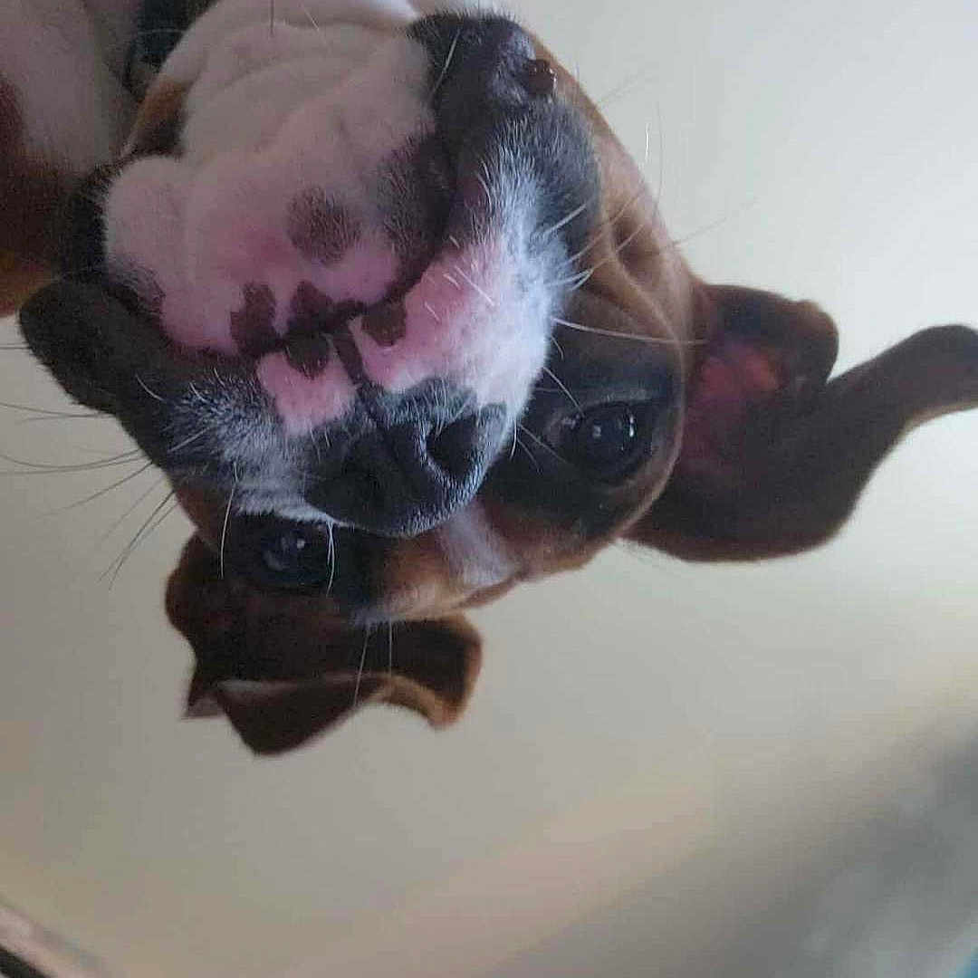 Ginger Rose is registered to the contest to win money with this photo: animal, brown_and_white, canine, close_up, collar, curious, curtain, dog, domestic, ears, face, fur, home, indoor, pet, picture_frame, snout, upside_down, wall, whiskers