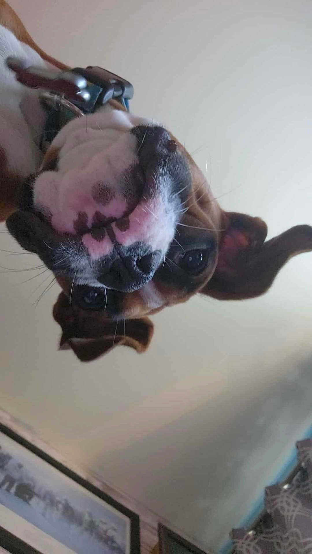Ginger Rose is registered to the contest to win money with this photo: animal, brown_and_white, canine, close_up, collar, curious, curtain, dog, domestic, ears, face, fur, home, indoor, pet, picture_frame, snout, upside_down, wall, whiskers