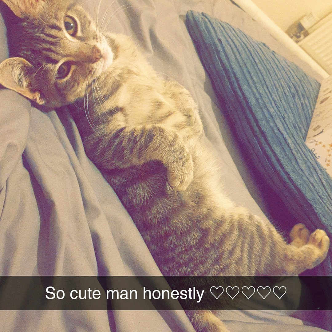 Angel is registered to the contest to win money with this photo: abyssinian, animal, architecture, bed, bedroom, blanket, building, cat, couch, cushion, egyptiancat, furniture, homedecor, indoors, kitten, manx, person, pet, room, sleeping