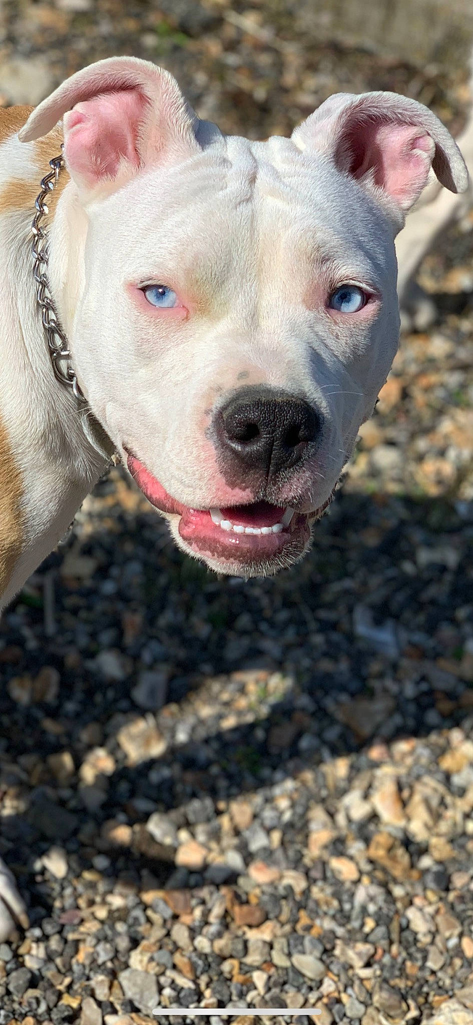 Kiera participe au concours pour gagner de l'argent avec cette photo : canidae, carnivore, close_up, collar, companion_dog, cordoba_fighting_dog, dog, dog_breed, dog_collar, fawn, jaw, non_sporting_group, snout, soil, sporting_group, terrestrial_animal, whiskers, working_animal, working_dog, wrinkle