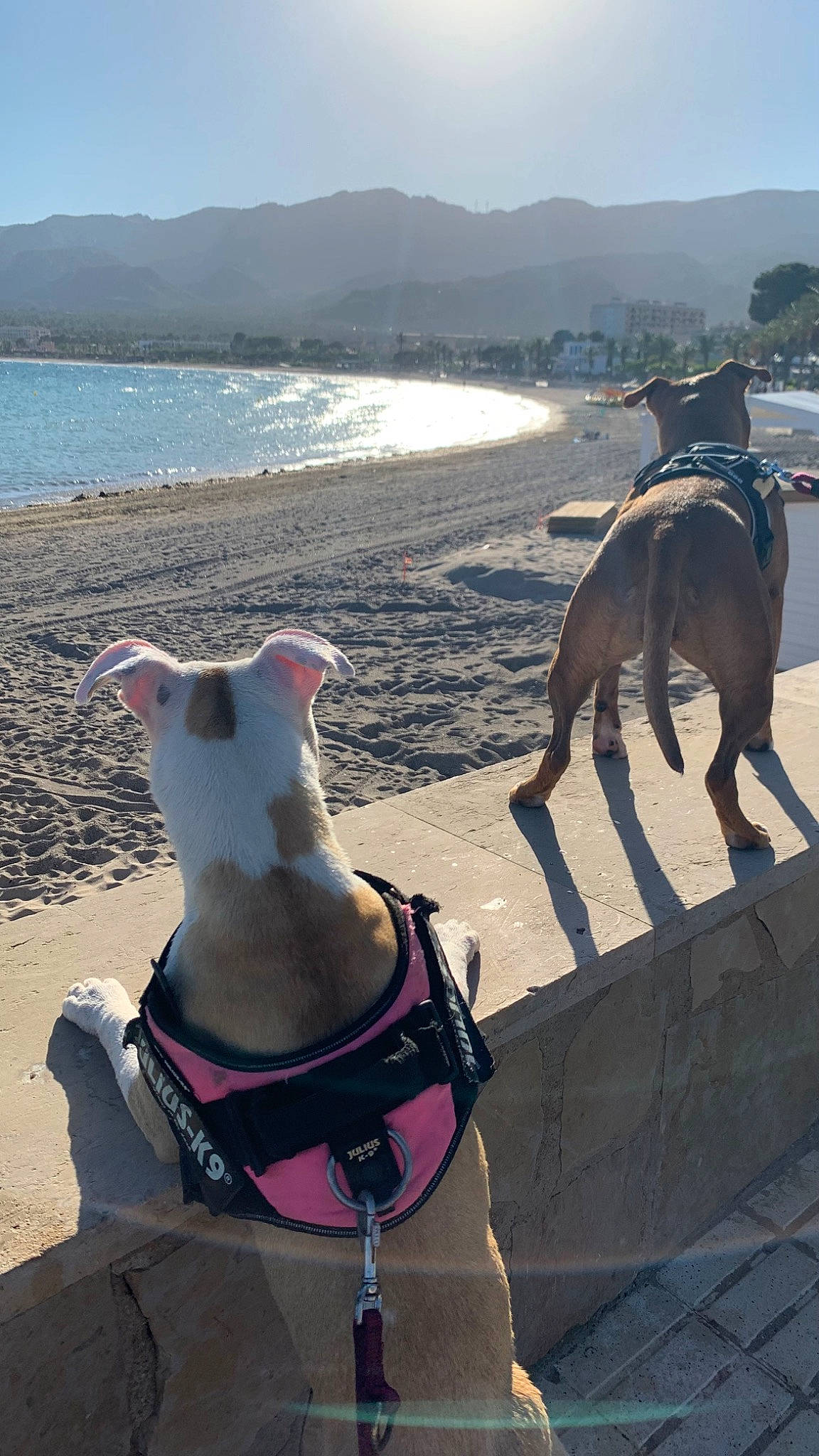 Kiera participe au concours pour gagner de l'argent avec cette photo : beach, carnivore, collar, dog, dog_breed, fawn, fun, human_leg, leg, leisure, mountain, pet_supply, sand, sky, thigh, travel, trunk, vertebrate, water, working_animal