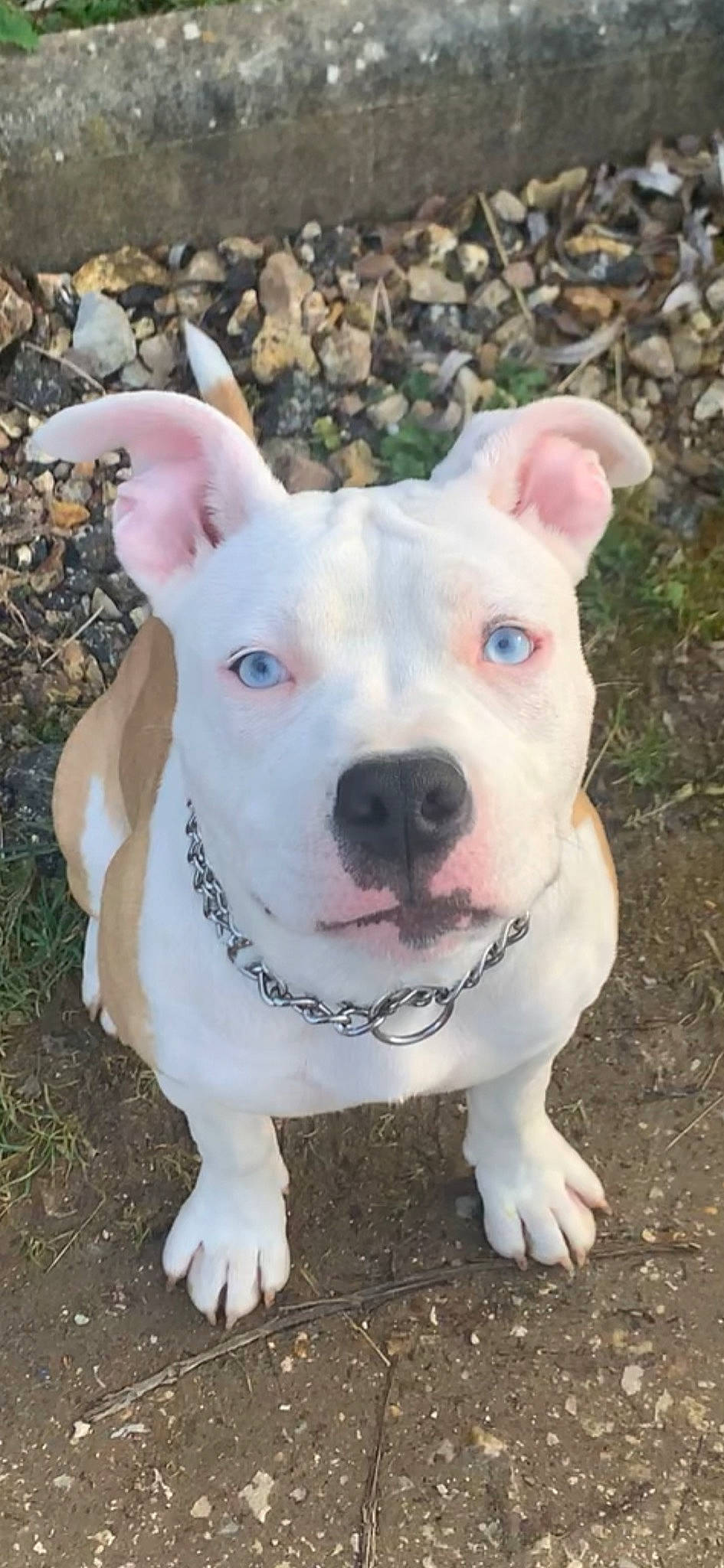 Kiera participe au concours pour gagner de l'argent avec cette photo : canidae, carnivore, collar, companion_dog, dog, dog_breed, dog_collar, dogo_guatemalteco, ear, eye, fawn, grass, head, non_sporting_group, snout, sporting_group, tail, terrestrial_animal, whiskers, working_animal