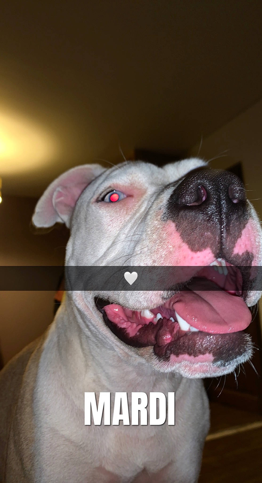 Kiera a rejoint le concours — aidez-le/la à gagner de superbes lots ! bulldog, canidae, carnivore, collar, companion_dog, dog, dog_breed, dog_collar, dog_supply, ear, fawn, fur, grey, molosser, non_sporting_group, pet_supply, snout, sporting_group, whiskers, working_animal